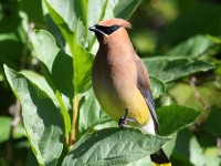 819A6889Cedar_Waxwing