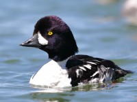 819A7251Barrows_Goldeneye