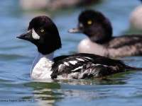 819A7253Barrows_Goldeneye