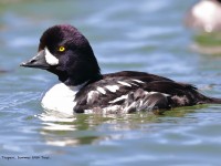 819A7256Barrows_Goldeneye