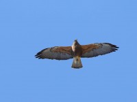 819A7289Immature_Swainsons_Hawk