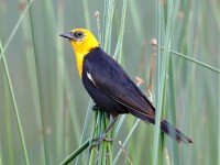 819A7436Yellow-headed_Blackbird