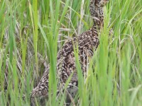 819A7469Sharp-tailed_Grouse