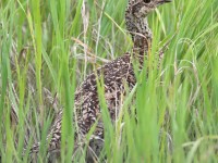 819A7470Sharp-tailed_Grouse