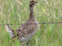 819A7489Sharp-tailed_Grouse