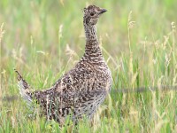 819A7498Sharp-tailed_Grouse