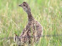 819A7506Sharp-tailed_Grouse