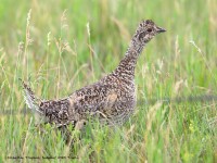 819A7508Sharp-tailed_Grouse