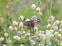 819A7526Clay-colored_Sparrow
