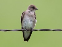 819A7538Northern_Roughed-winged_Swallow