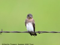 819A7544Northern_Roughed-winged_Swallow
