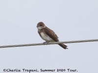 819A7555Bank_Swallow