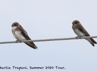 819A7557Bank_Swallows