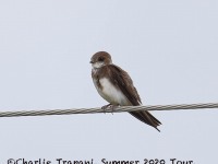 819A7561Bank_Swallow