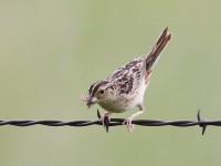 819A7601Grasshopper_Sparrow