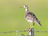 819A7632Upland_Sandpiper