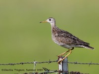 819A7641Upland_Sandpiper