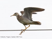 819A7695Upland_Sandpiper