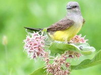 819A7720Western_Kingbird