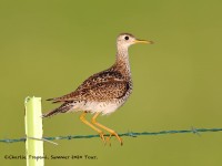 819A7725Upland_Sandpiper