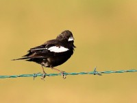 819A7762Lark_Bunting