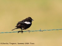 819A7767Lark_Bunting