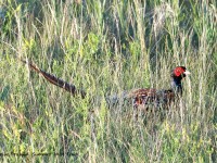 819A7775Ring-necked_Pheasant