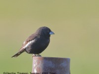 819A7780Lark_Bunting