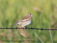 819A7798Lark_Bunting