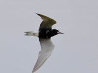 819A9589Black_Tern