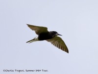 819A9608Black_Tern