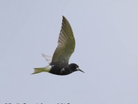 819A9668Black_Tern