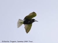 819A9674Black_Tern