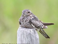 819A9706Common_Nighthawk