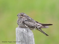 819A9713Common_Nighthawk