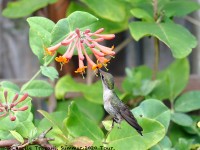 819A9788Ruby-throated_Hummingbird