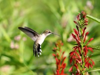 819A9858Ruby-throated_Hummingbird