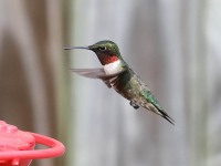 819A9990Ruby-throated_Hummingbird