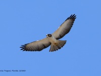 819A0226Short-tailed_Hawk