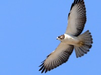 819A0228Short-tailed_Hawk