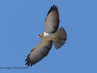 819A0229Short-tailed_Hawk