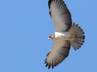 819A0230Short-tailed_Hawk