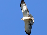 819A0237Short-tailed_Hawk