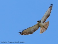 819A0240Short-tailed_Hawk