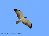 819A0287Short-tailed_Hawk