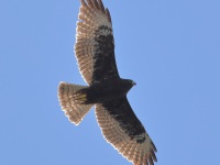819A0317Short-tailed_Hawk