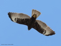 819A0329Short-tailed_Hawk