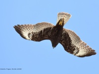 819A0334Short-tailed_Hawk