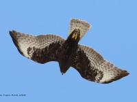 819A0336Short-tailed_Hawk