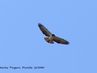 819A0355Short-tailed_Hawk